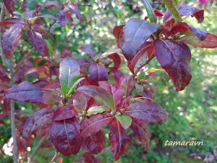 Рододендрон остроконечный (Rhododendron mucronulatum)