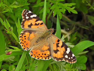 Painted Lady by the Xiang River
