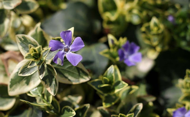 Vinca Major Variegata