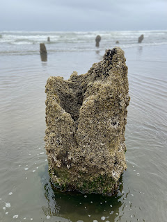 Neskowin Ghost Forest - Sitka spruce stump with barnacles.