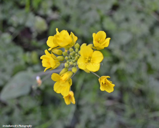 Yellow, Mustard Flower, Wild Flower,