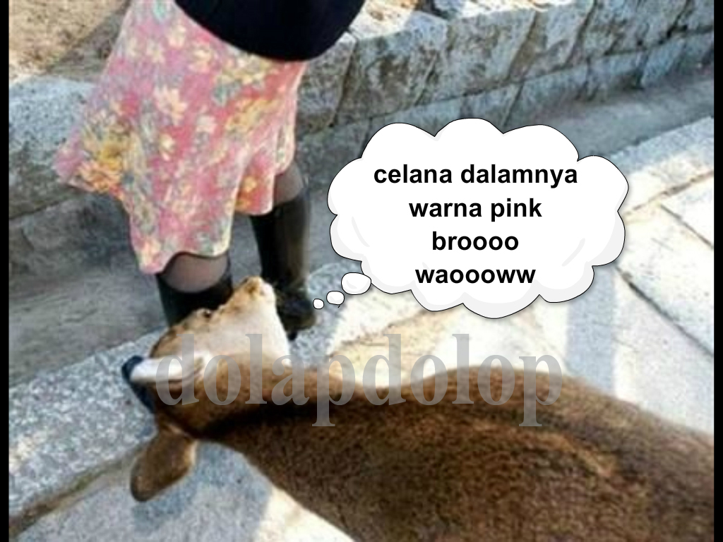 Keledai Ngintip Celana Dalam Photo Lucu Dolapdolop Kumpulan