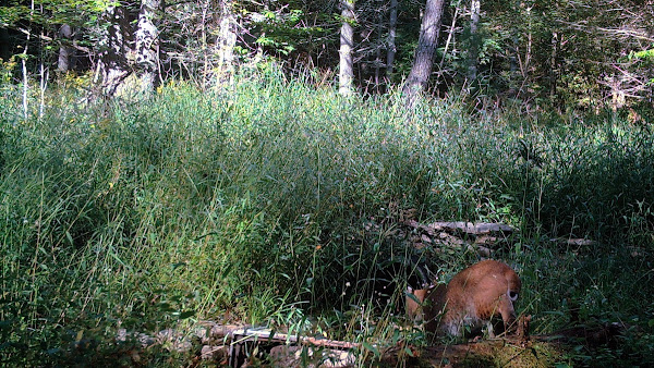 Bobcat