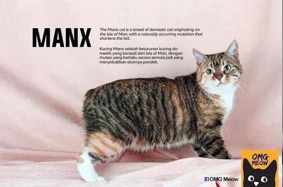 jenis kucing manx jenis jenis kucing