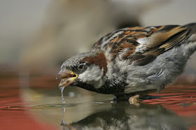 विश्व गोरैया दिवस -  World Sparrow Day (20 March)