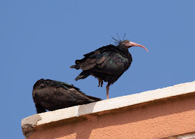 Northern Bald Ibis - Sidi Wassay, Morocco