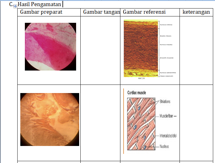 CONTOH LAPORAN PRAKTIKUM STRUKTUR HEWAN JARINGAN OTOT DAN 