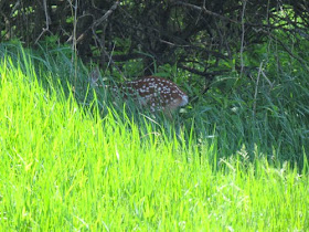 fawn