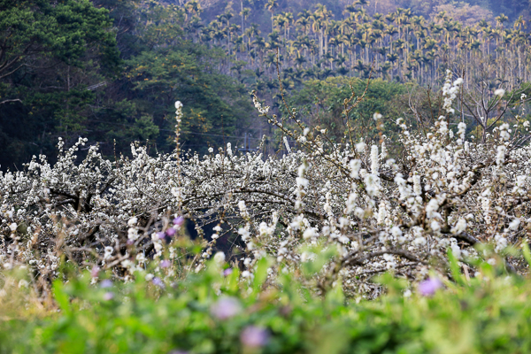 台中新社李花園滿山谷李樹雪白花海，李花隧道拍美照、白冷圳5號渡槽