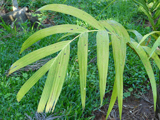 Pinanga negrosensis - Palmier des Philippines