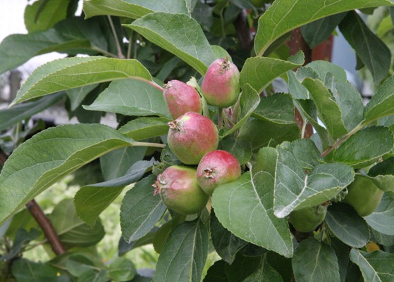 apples