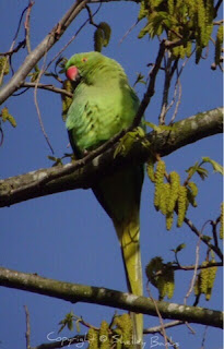 Rose-ringed Parakeet - Amsterdam. (c) copyright Shelley Banks, all rights reserved.