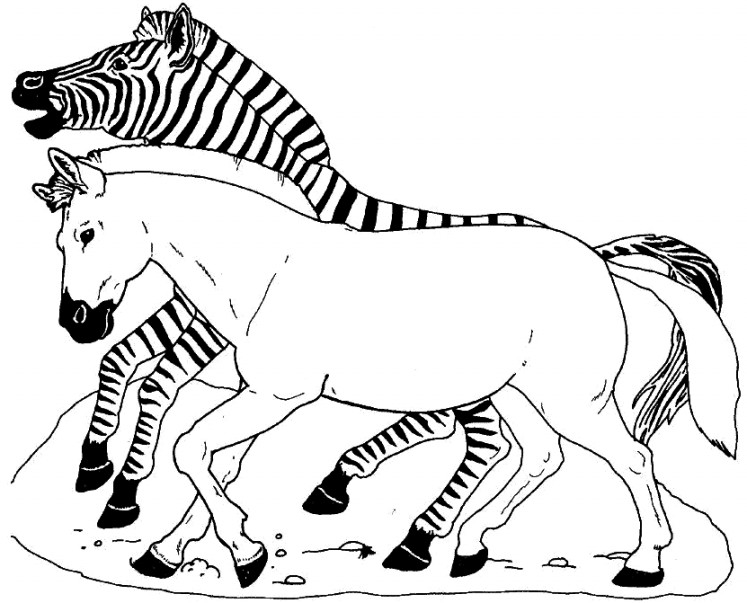Gambar Mewarnai Zebra