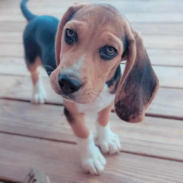 Beagle Puppy