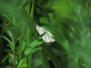 草むらに隠れたつもりで交尾中のモンシロチョウ