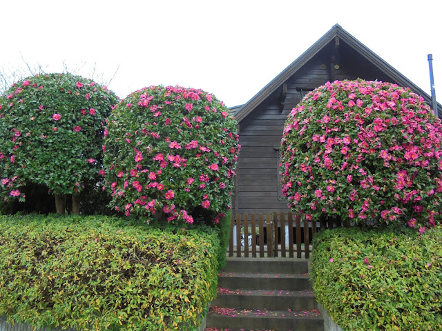 サザンカ（山茶花）