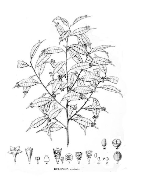 Phyllonomaceae