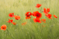 poppies-flower-red-nature-poppy