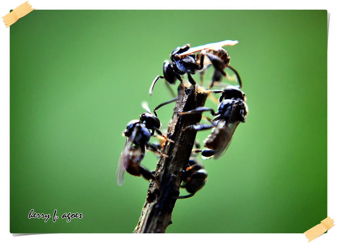 stingless bee