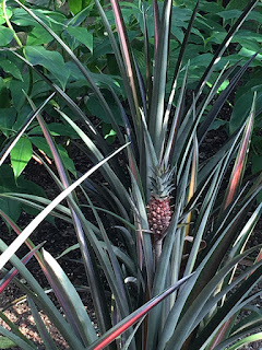 Garfield Park Conservatory