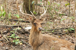 Sambar (Rusa unicolor)