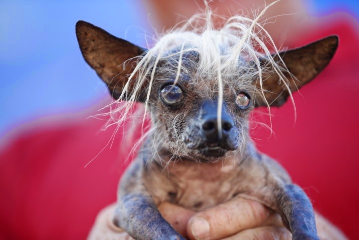 A contestant of world's ugliest dog competiton