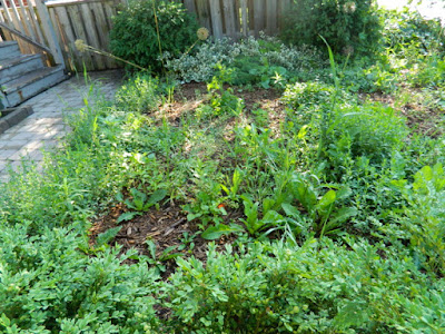 Toronto Wychwood Pollinator Garden Installation Before by Paul Jung Gardening Services--a Toronto Organic Gardening Company