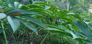 Cara agar tanaman tumbuh lebatdan subur