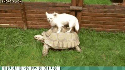 funny animals gifs tumblr funny animals gifs tumblr funny animals gifs ...