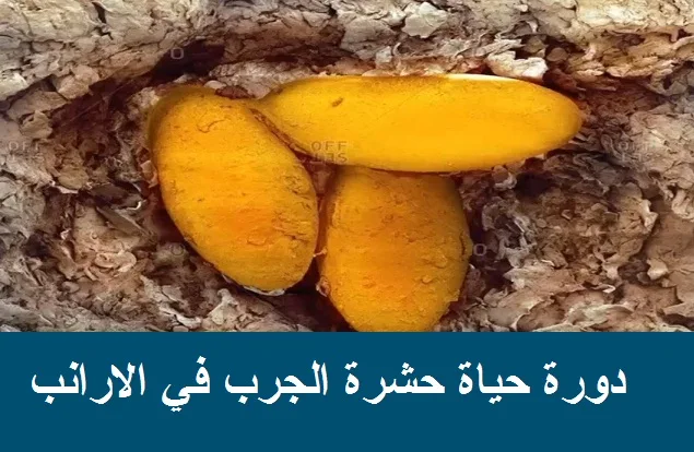 تحصينات الارانب ضد الجرب, علاج جرب الارانب بالخل, ادوية علاج جرب الارانب, علاج جرب الاطراف عند الارانب, علاج جرب الارانب العشار, علاج جرب الارانب للانسان, اسرع علاج لجرب الارانب بغسل الاقدام, امراض الارانب, "علاج الجرب في الارانب" "علاج الجرب فى الارانب" "علاج الجرب في الارانب الحوامل" "علاج الجرب في الارانب العشار" "علاج مرض الجرب في الارانب" "كيفيه علاج الجرب في الارانب" "علاج الجرب الارانب" "ما هو علاج الجرب في الارانب" "علاج الجرب عند الارانب" "علاج الجرب عند الارانب الحوامل" "علاج الجرب عند الارانب بالاعشاب" "علاج الجرب عند الارانب بالصور" "علاج الجرب لدى الارانب" "علاج الجرب فى الارانب بالصور" "علاج الارانب من الجرب في المنزل" "الجرب فى الارانب" "شكل الجرب فى الارانب" "مرض الجرب فى الارانب" "حشرة الجرب في الارانب" "ما هي حشرة الجرب " "طرق القضاء على حشرة الجرب في الارانب" "اماكن حدوث الجرب في الارنب" "اعراض الجرب في الارانب" "علاج الاصابات بالجرب عند الارانب"