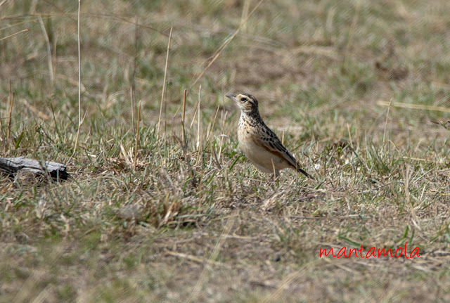 Rufous-naped lark (Mirafra africana)