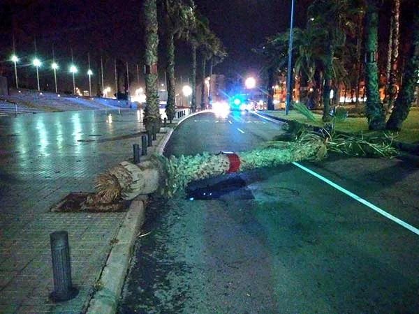 Foto de la palmera tirada por el fuerte viento altura Auditorio Alfredo Kraus, Las Palmas de Gran Canaria