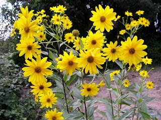 Земна ябълка, зимна ябълка, земна гулия / Helianthus tuberosus