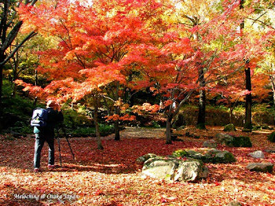 √100以上 万博記念公園 紅葉 407834