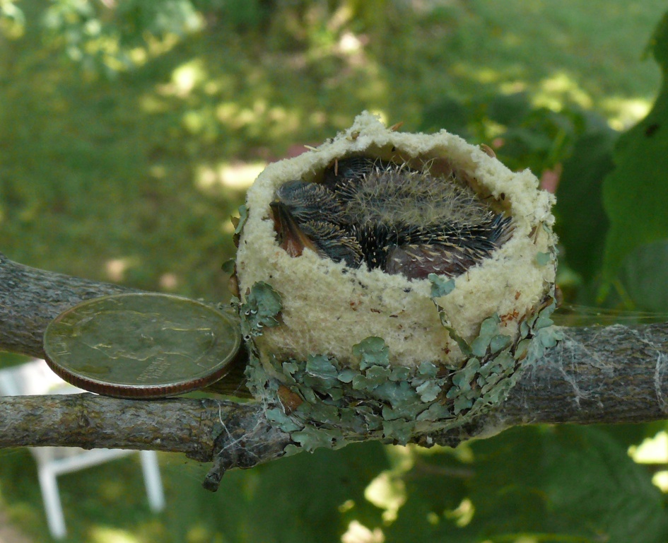 ruby throated hummingbird nest pictures: Ruby-throated Hummingbird nest