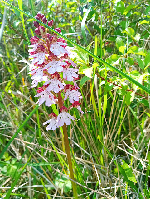 Lady Orchid Orchis purpurea, Indre et Loire, France. Photo by Loire Valley Time Travel.