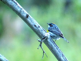 Paruline à croupion jaune - Setophaga coronata 