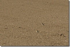 Wheatears