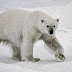 Polar Bears Smash The Spy Cams