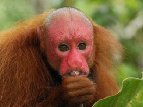 É um macaco do Novo Mundo do género Cacajao, e família Pitheciidae encontrado originariamente na Amazônia brasileira.