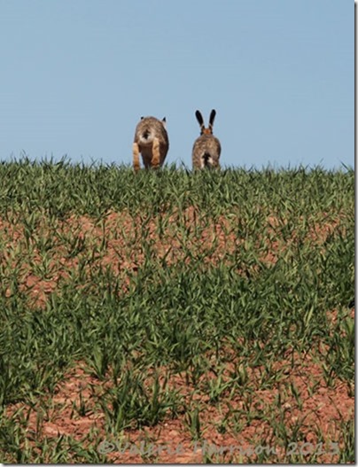 54-hares