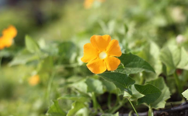 Black-Eyed Susan Vine Flowers Pictures