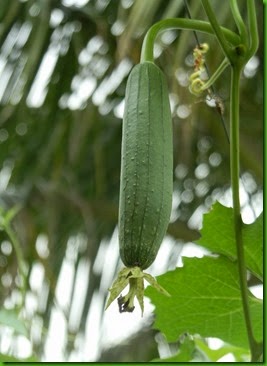 P4170100