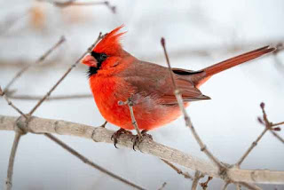 Northern Cardinal - Photo by Tina Nord from Pexels