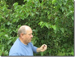 Mulberries