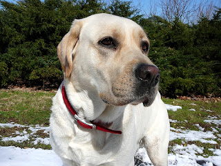 Labrador Retriever