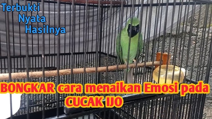 Cara Menaikan Emosi Pada Cucak Ijo Saat Di Lapangan