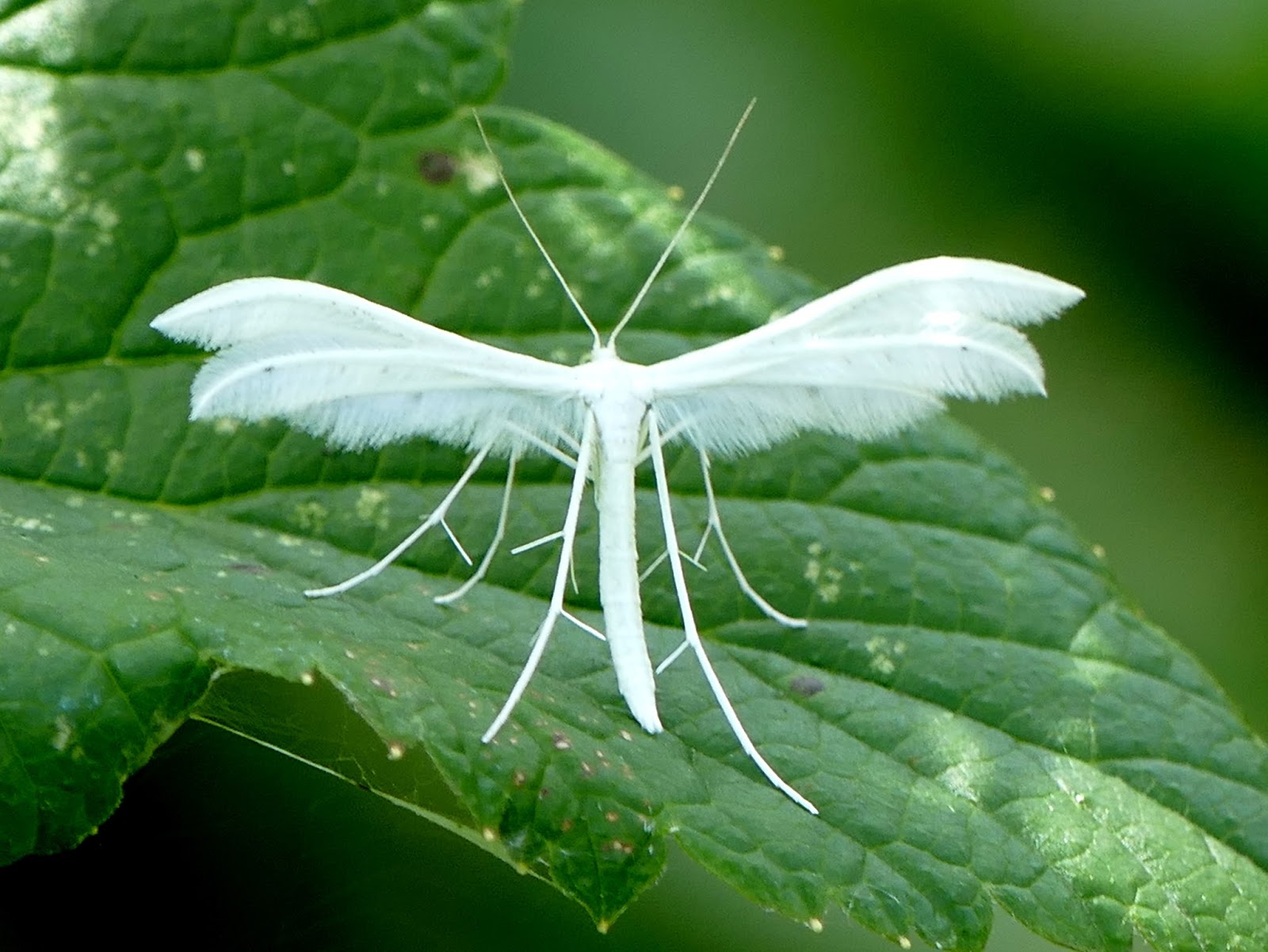 Peter Lovett s ramblings White Plume Moth  Pterophorus 