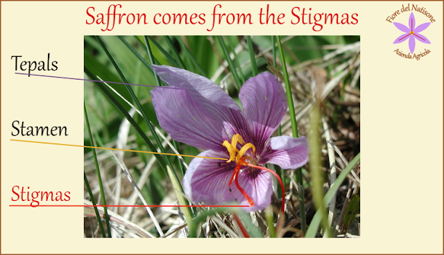 saffron flower parts