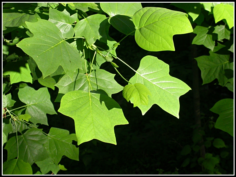 polar leaves1 - Poplar trees